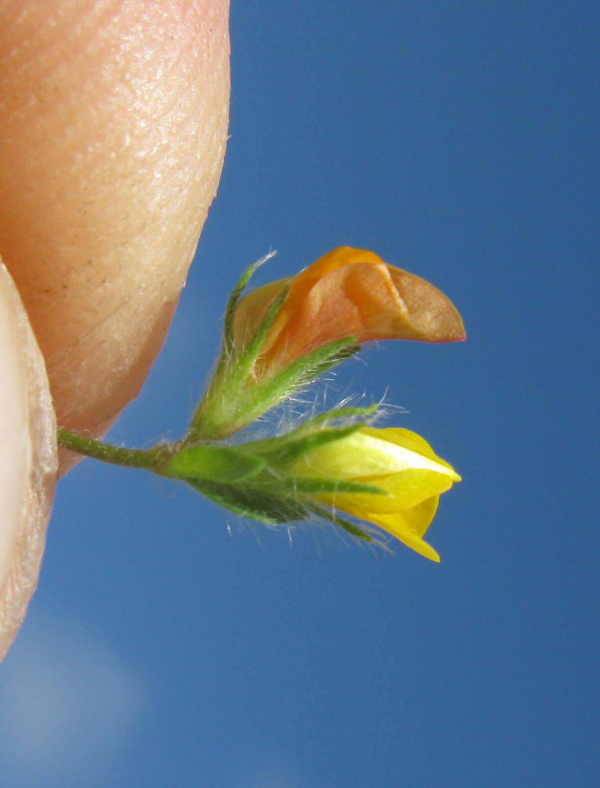 Image of hairy bird's-foot trefoil