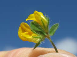 Image of hairy bird's-foot trefoil