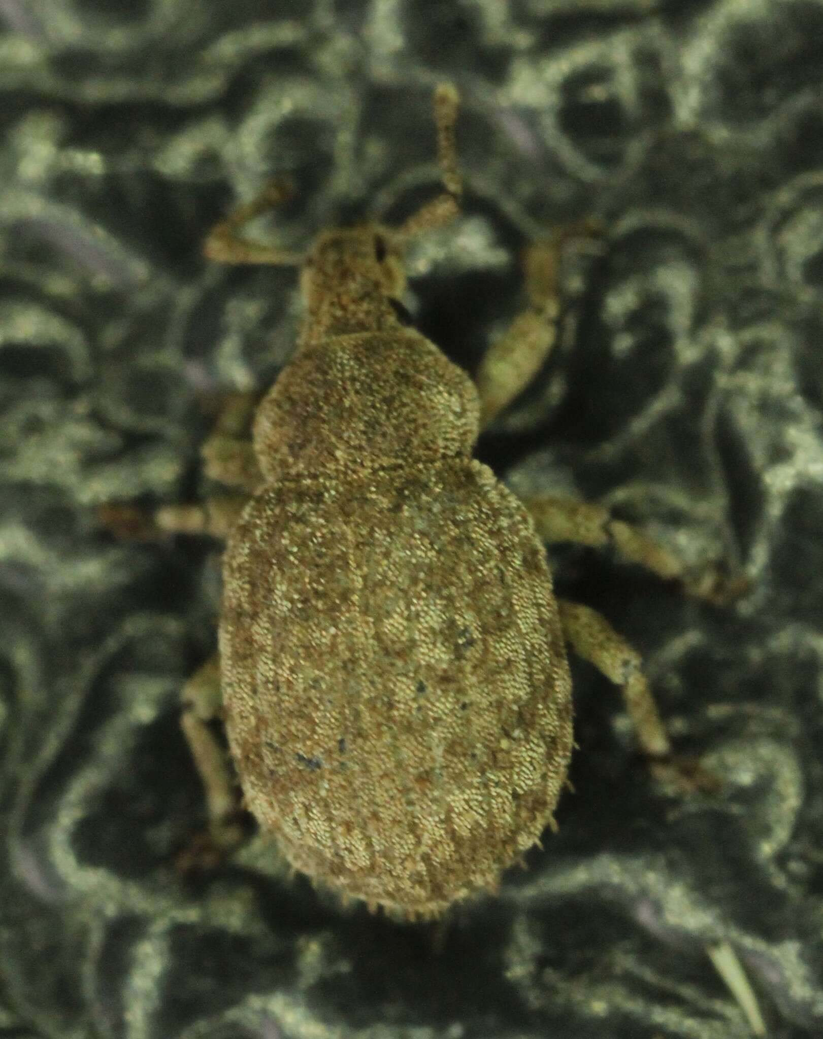 Image of Romualdius scaber (Linnaeus 1758)