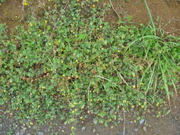 Image of hairy bird's-foot trefoil