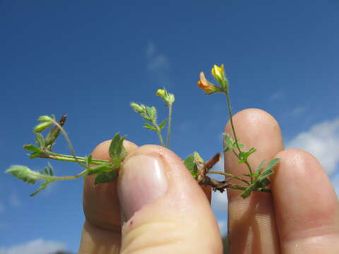 Image of hairy bird's-foot trefoil