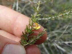 Image of Aspalathus lactea subsp. breviloba R. Dahlgren