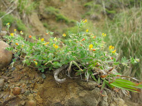 Image of hairy bird's-foot trefoil