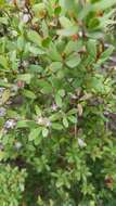 Sivun Leptospermum glaucescens S. Schauer kuva