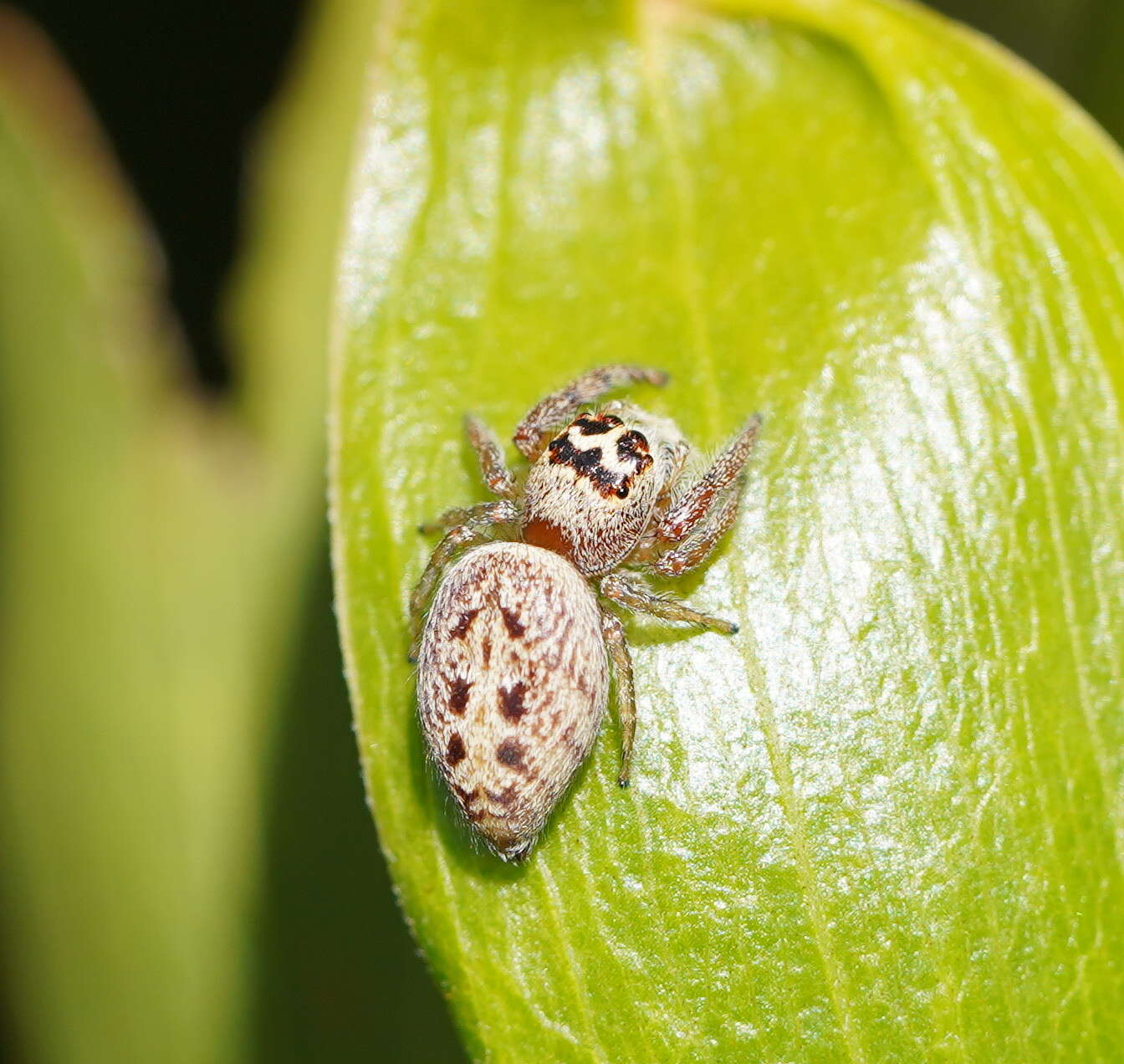 Image of Opisthoncus nigrofemoratus (L. Koch 1867)