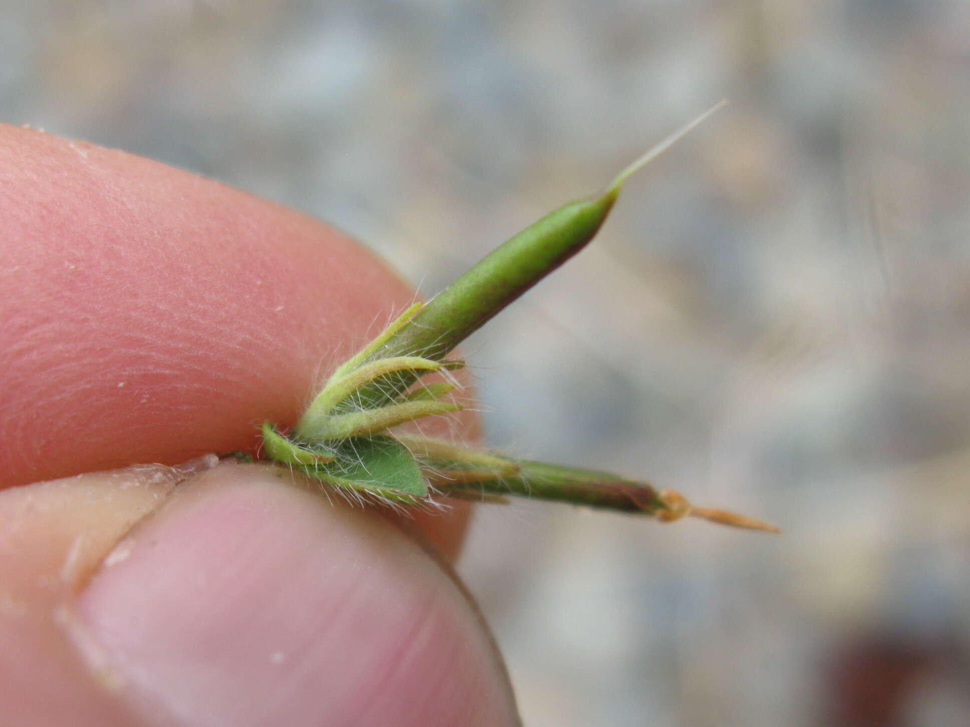 Image of hairy bird's-foot trefoil