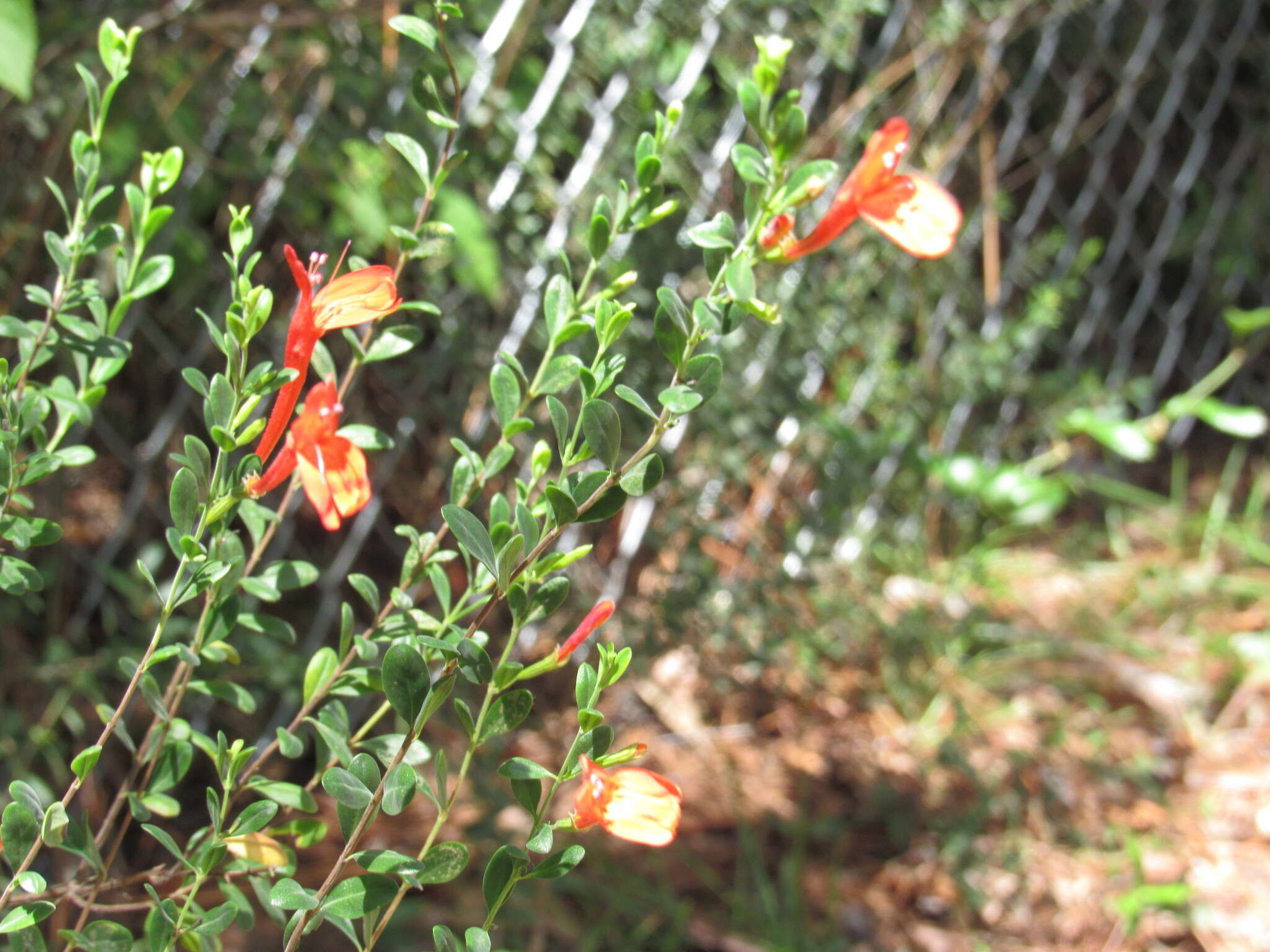 Imagem de Clinopodium coccineum (Nutt. ex Hook.) Kuntze