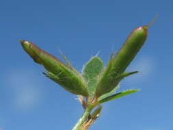 Image of hairy bird's-foot trefoil