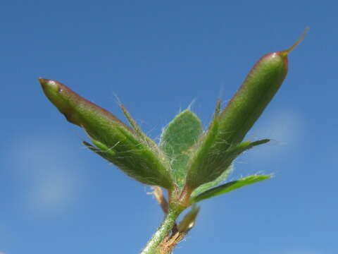 Image of hairy bird's-foot trefoil