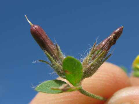 Image of hairy bird's-foot trefoil