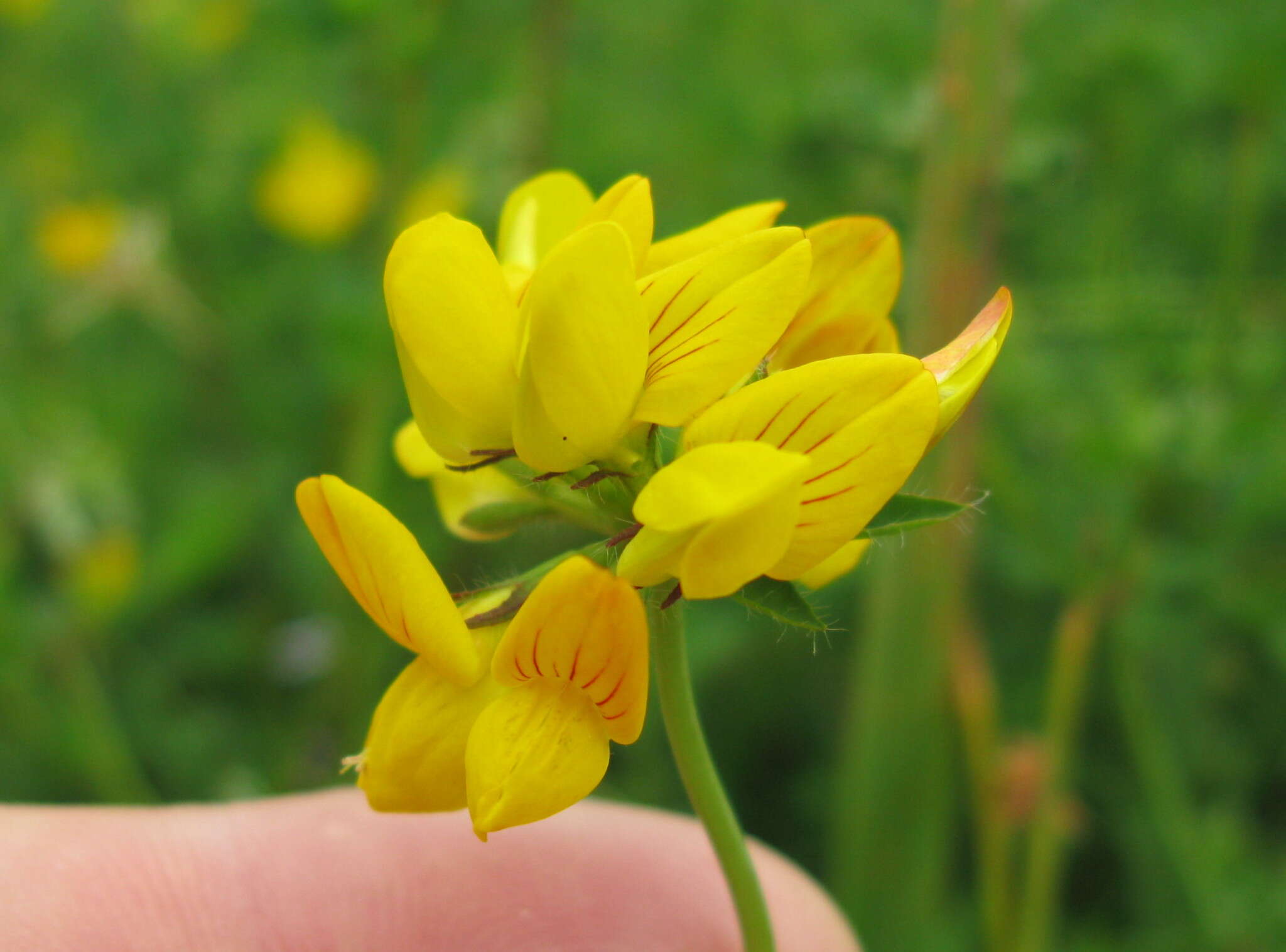 Imagem de Lotus pedunculatus Cav.