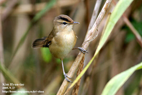 Image of Black-browed Reed Warbler