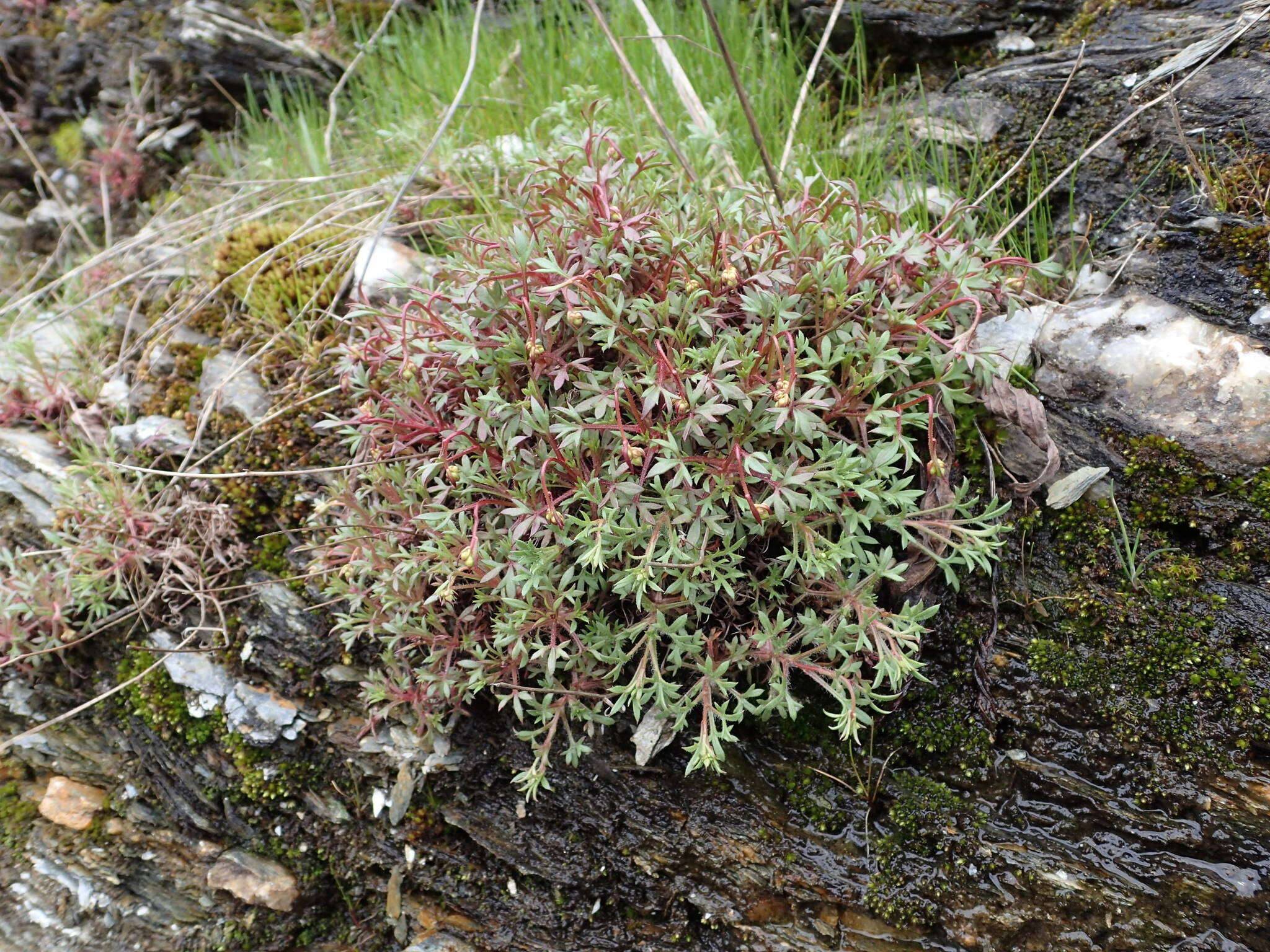 Sivun Saxifraga pedemontana subsp. prostii (Sternb.) D. A. Webb kuva