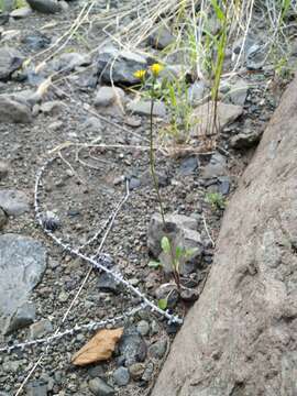 Image of Crepis multicaulis Ledeb.