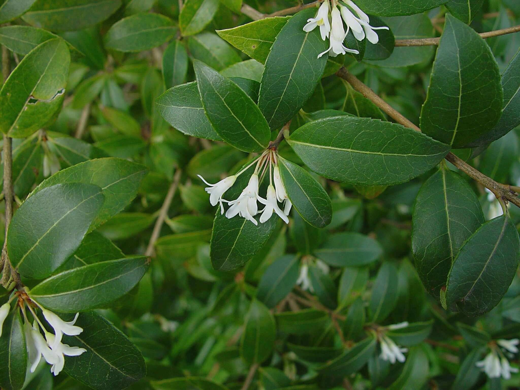 Sivun Osmanthus burkwoodii (Burkwood & Skipwith) P. S. Green kuva