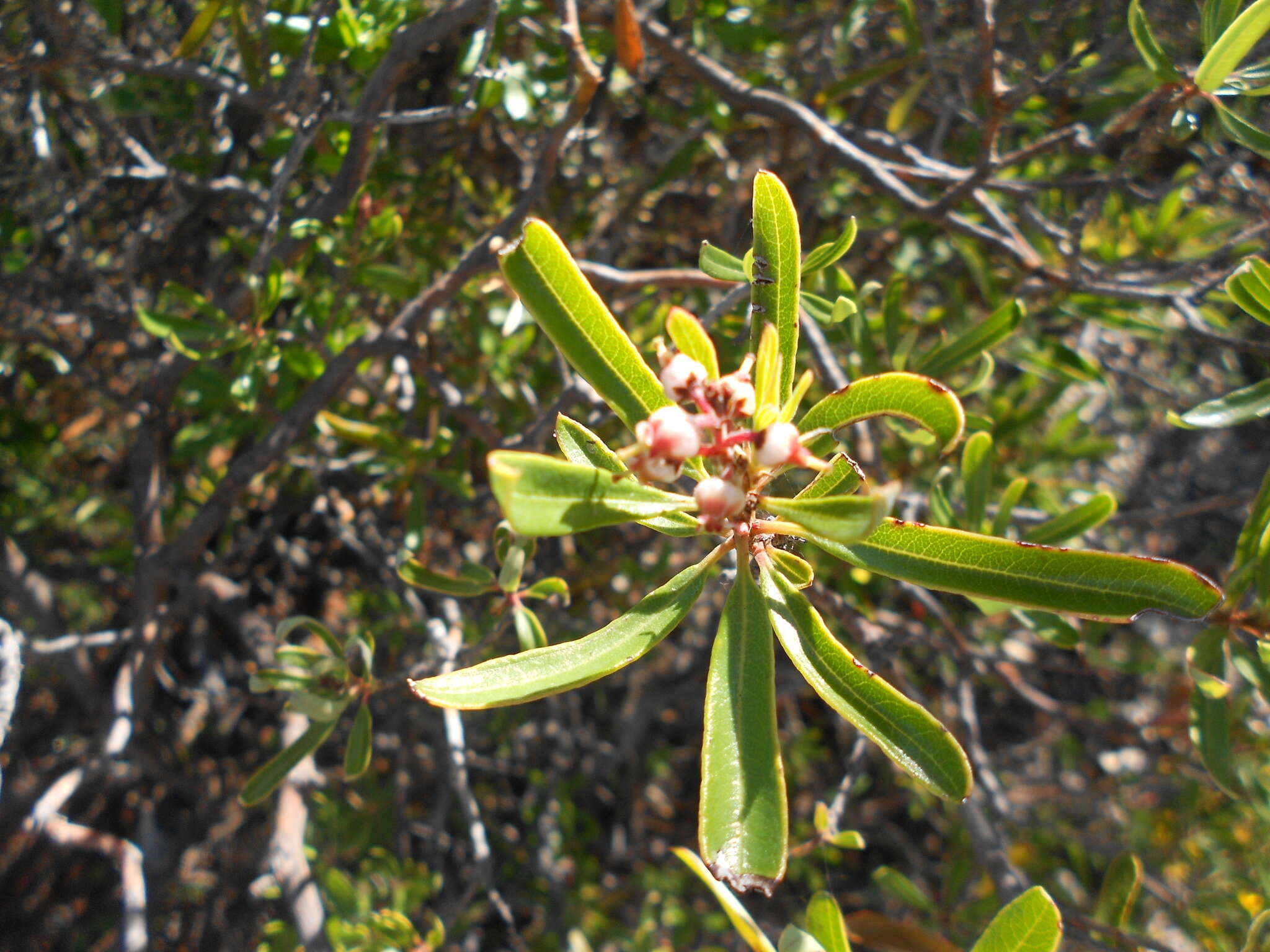 Image of Comarostaphylis polifolia (Kunth) Zuccarini ex Klotzsch