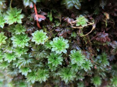 Image of Ontario rhodobryum moss