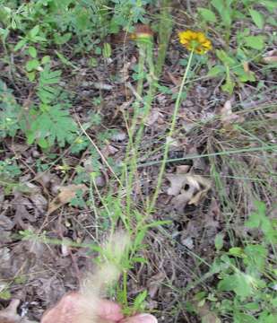 Imagem de Coreopsis basalis (Otto & A. Dietr.) Blake