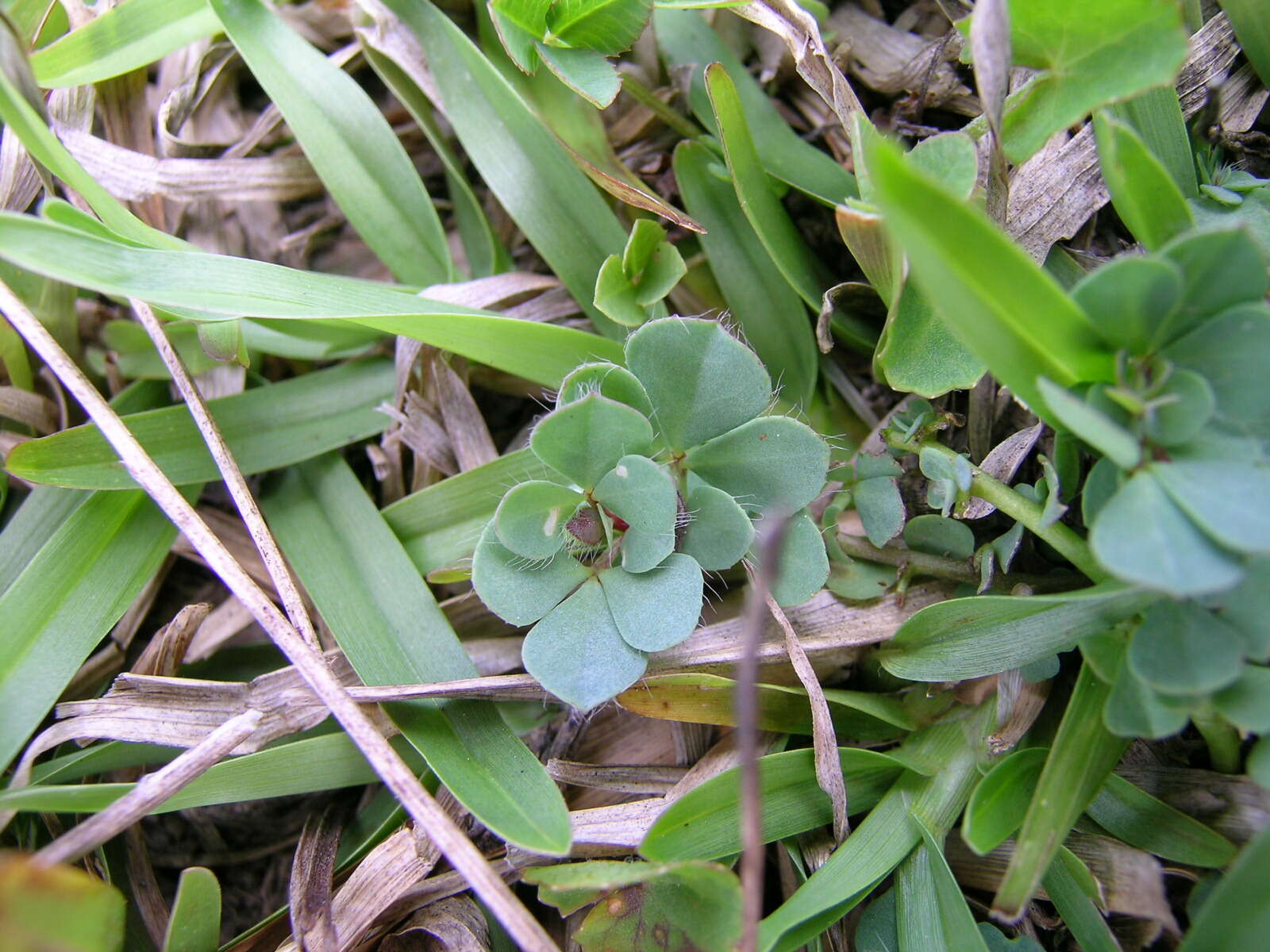 Слика од Lotus pedunculatus Cav.