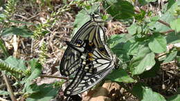 Image of Asian swallowtail