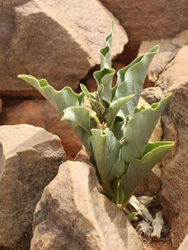 Image de Raphionacme namibiana H. J. T. Venter & R. L. Verhoeven