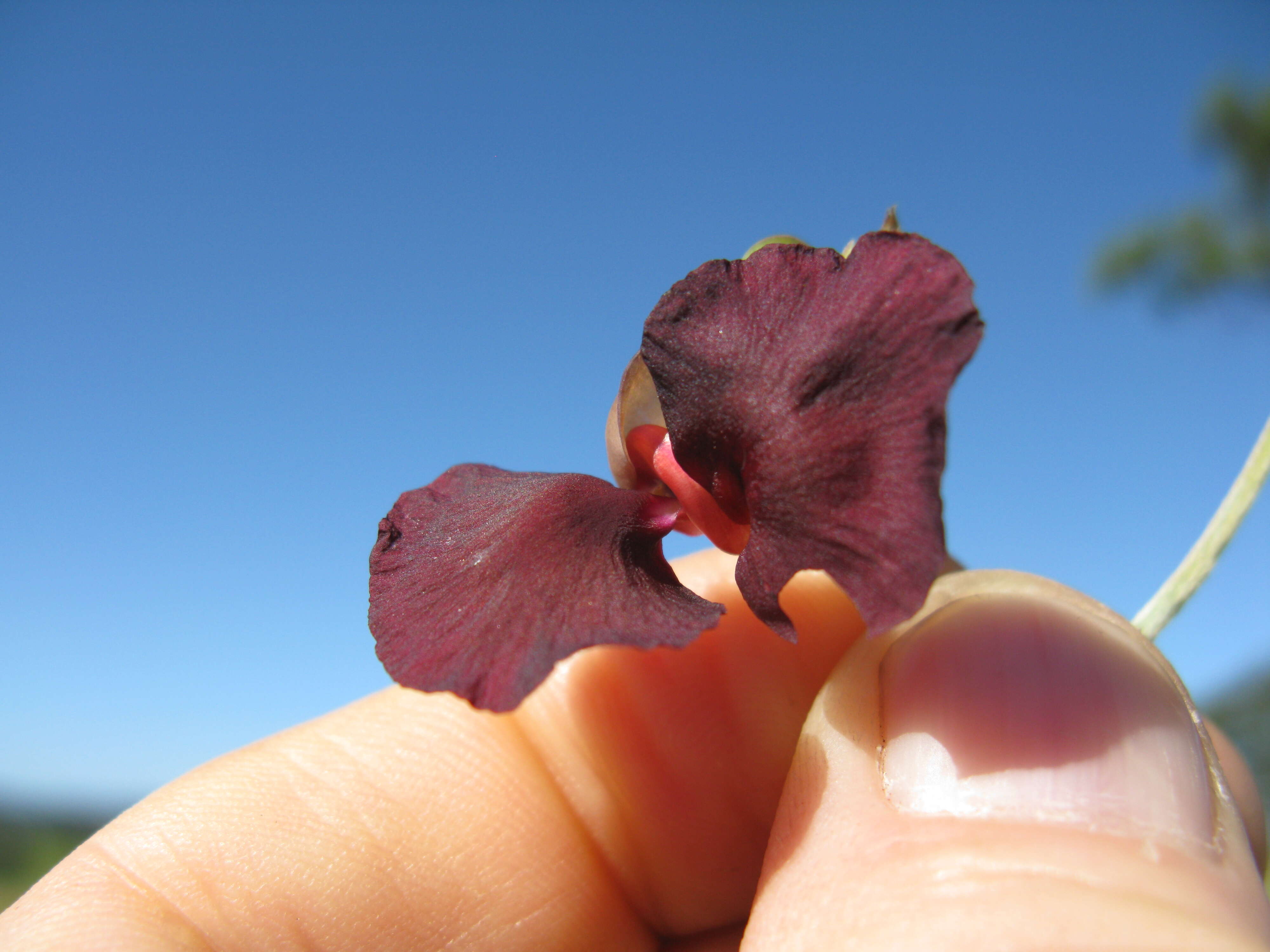 Macroptilium atropurpureum (DC.) Urb. resmi