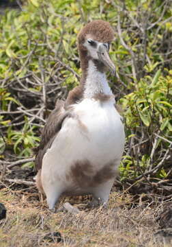 Image of North Pacific albatross