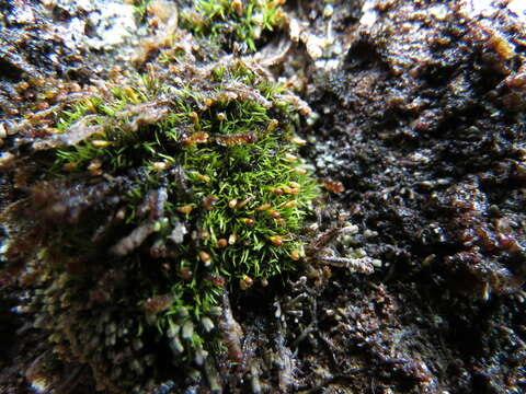 Image of Lapland yoke-moss