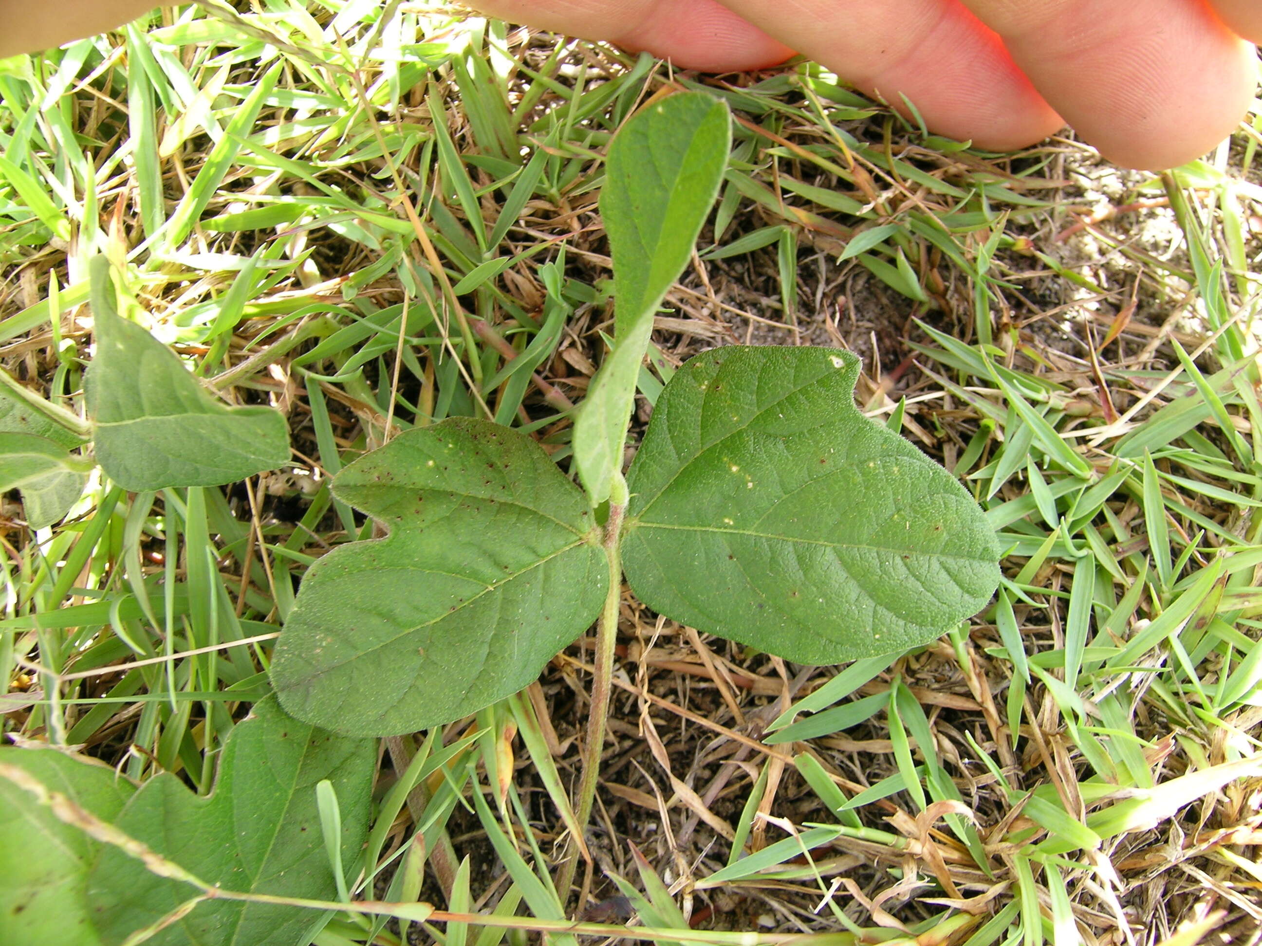 Macroptilium atropurpureum (DC.) Urb. resmi