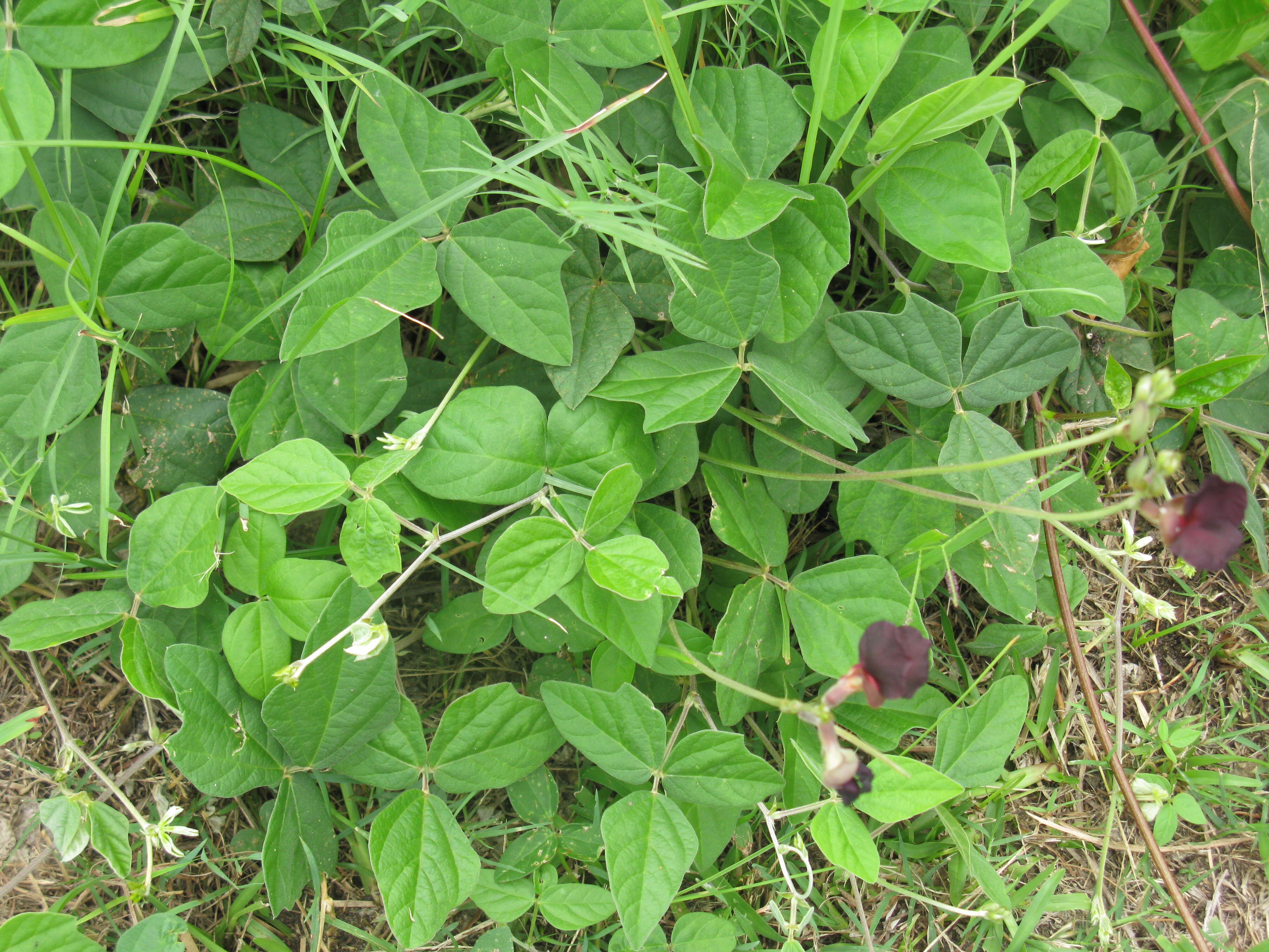 Macroptilium atropurpureum (DC.) Urb. resmi