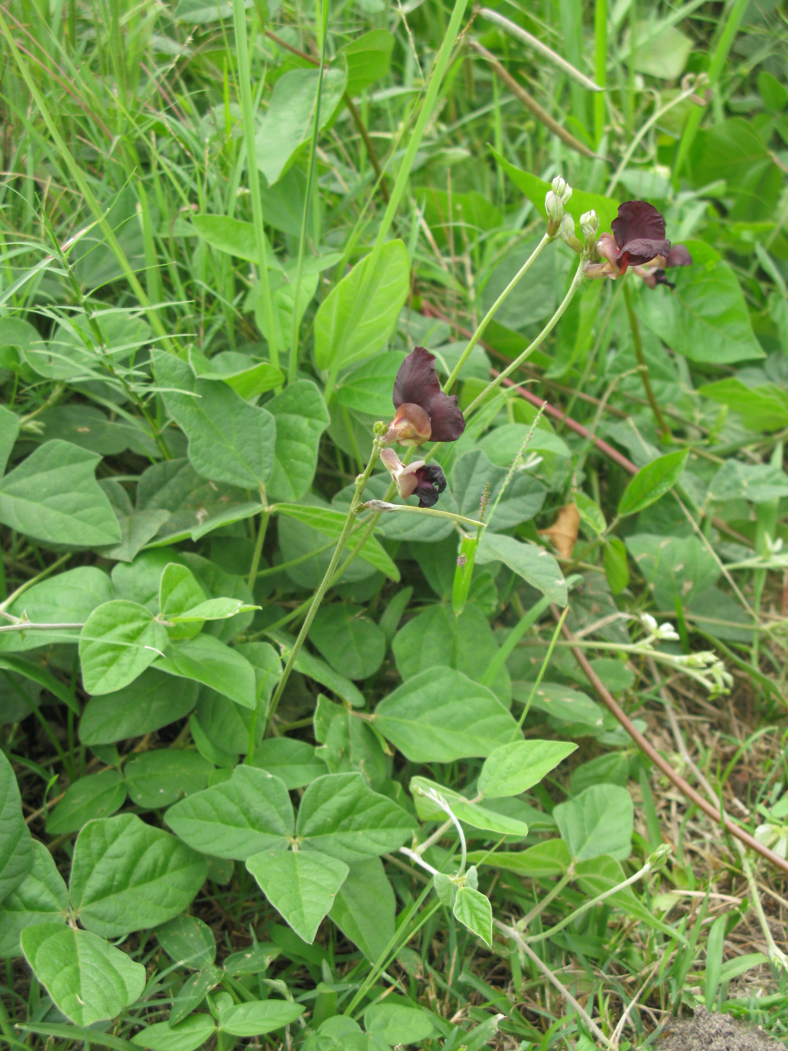 Macroptilium atropurpureum (DC.) Urb. resmi