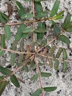 صورة Euphorbia cumulicola (Small) Oudejans