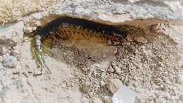 Image of Scolopendra viridis maya Saussure 1860