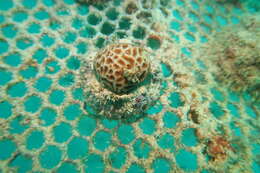 Image of Wrinkle Coral