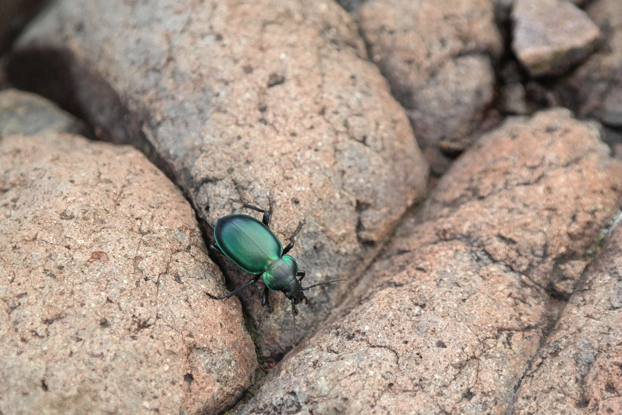 Image of Calosoma (Blaptosoma) atrovirens Chaudoir 1869