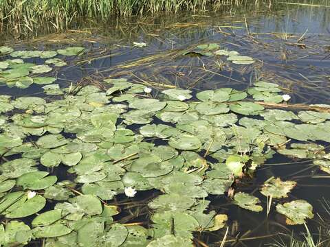 Image of European white waterlily