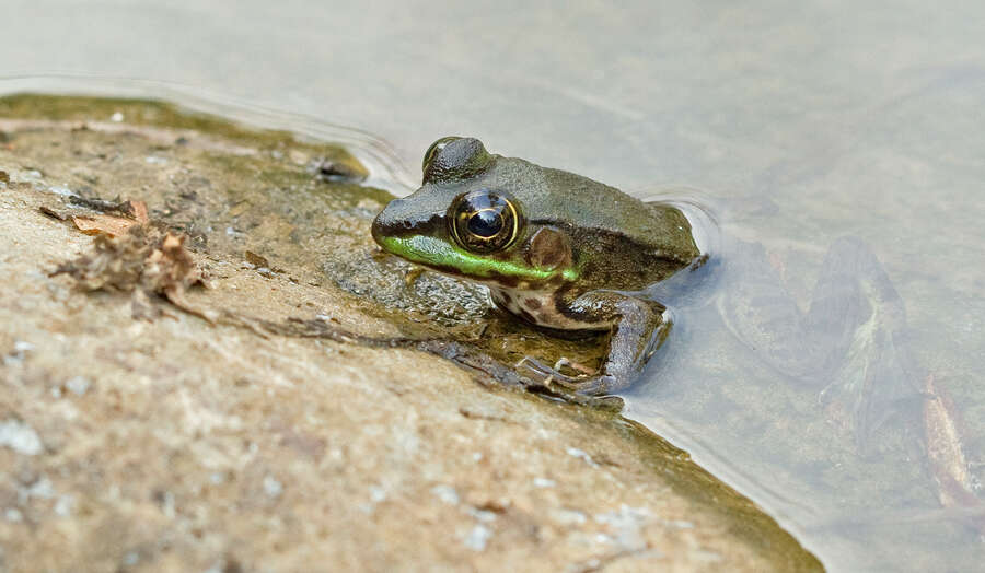 صورة Lithobates vaillanti (Brocchi 1877)