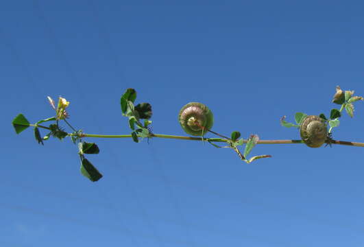 Image of blackdisk medick