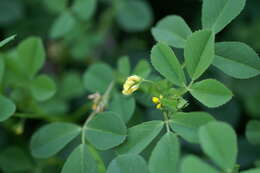 Image of burclover