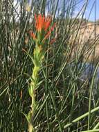 Image of Castilleja minor var. exilis (A. Nelson) J. M. Egger