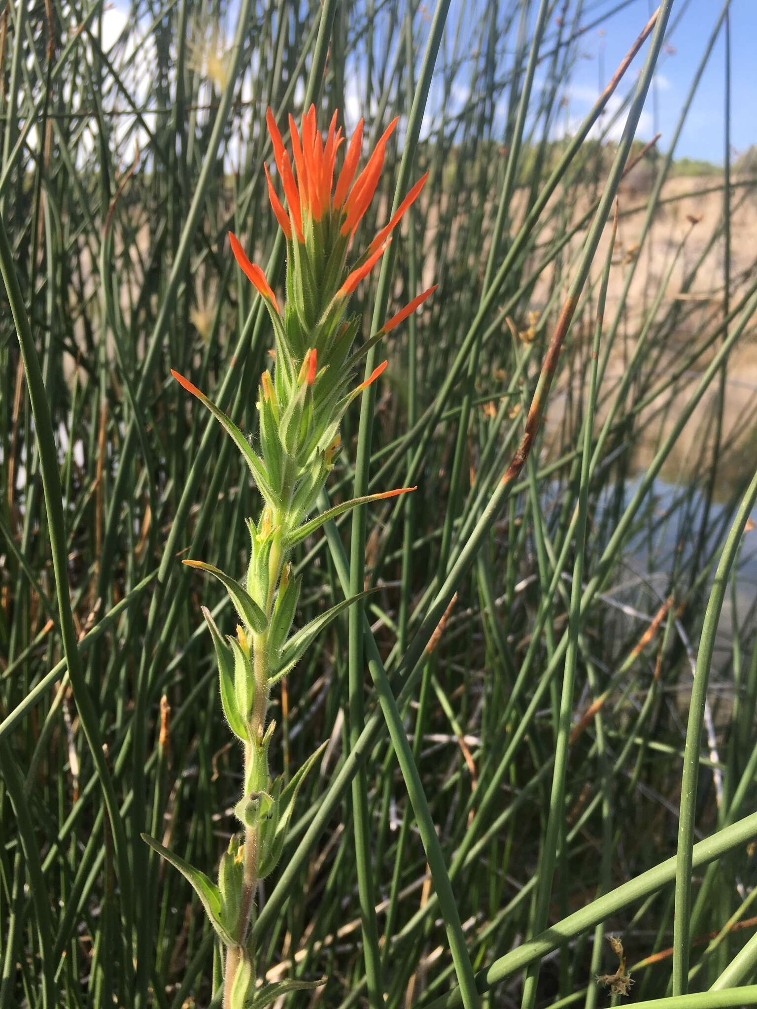 Image of Castilleja minor var. exilis (A. Nelson) J. M. Egger