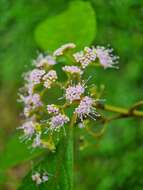 Sivun Callicarpa longifolia Lam. kuva