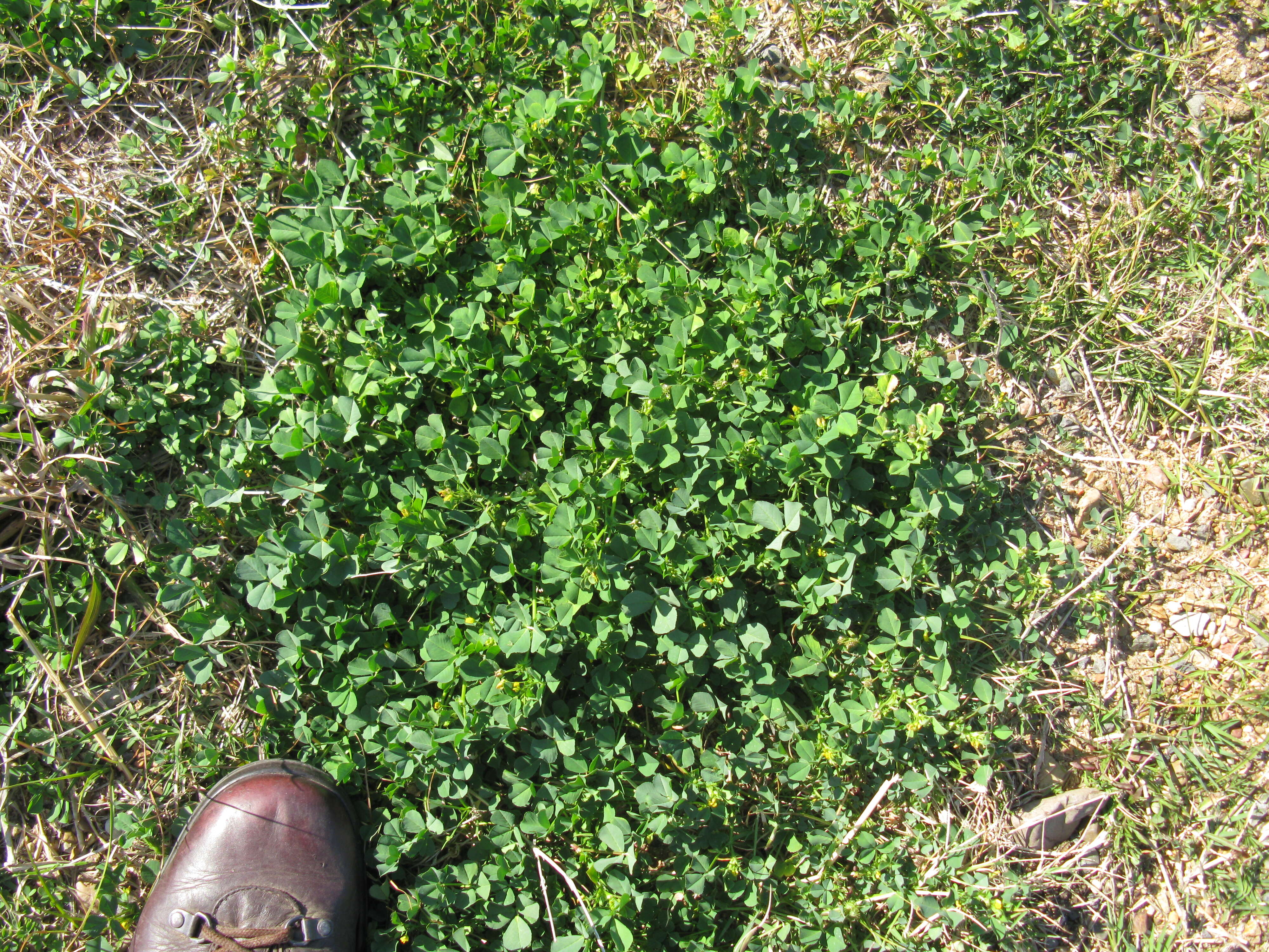 Image of burclover