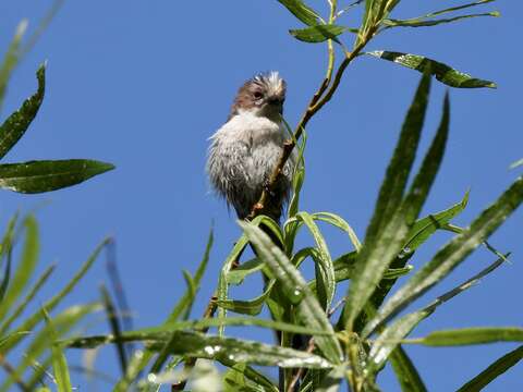 Aegithalos caudatus rosaceus Mathews 1938的圖片