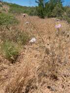 Image of fall tansyaster