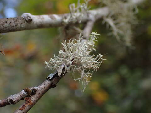 Ramalina dilacerata (Hoffm.) Hoffm.的圖片