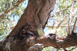 Image of Spotted Bowerbird