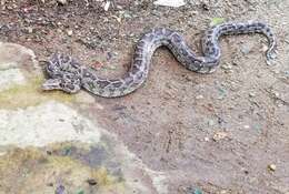 Image of Asiatic rock python