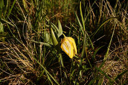 Image of Fritillaria collina Adam