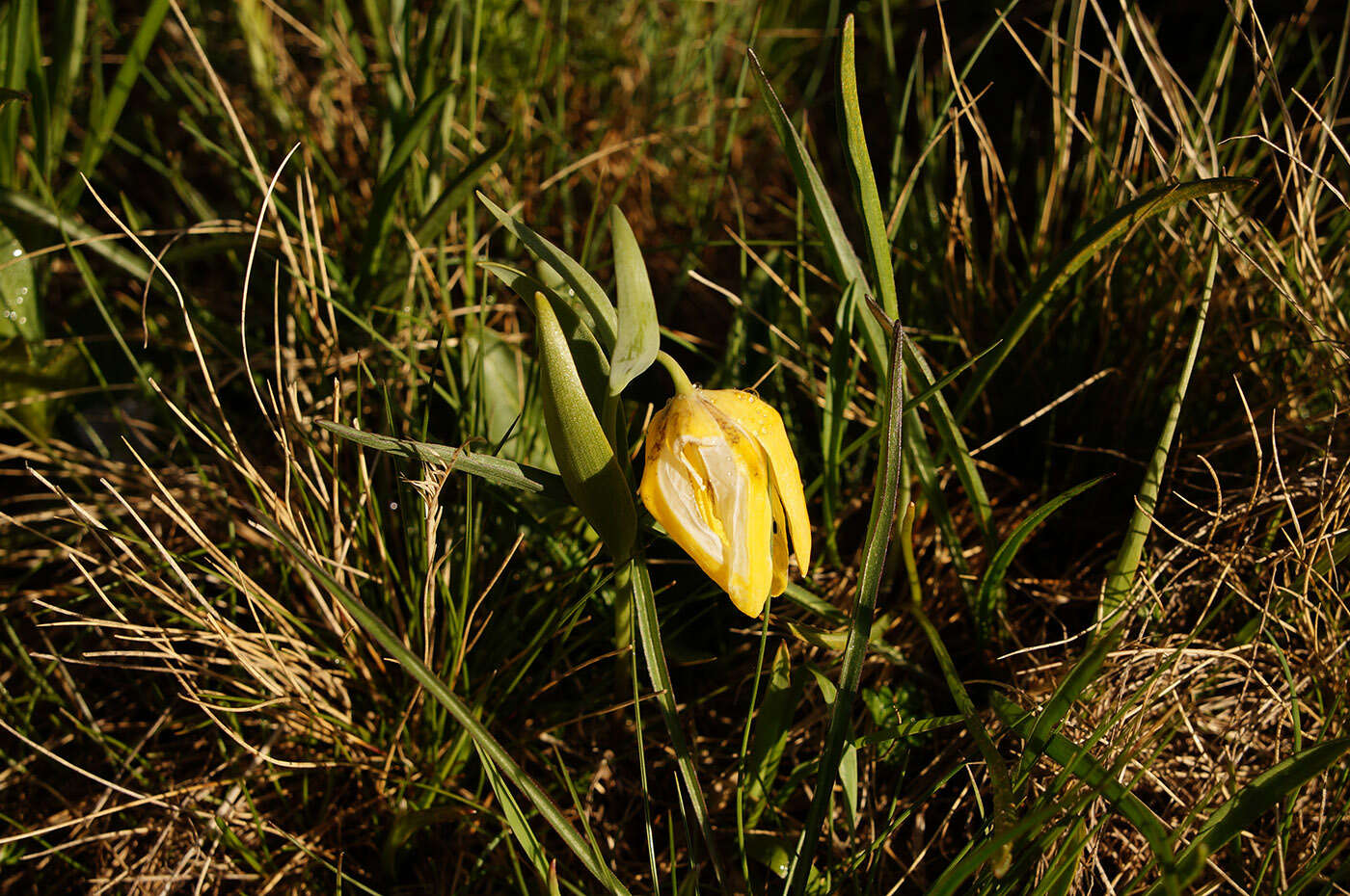 Image of Fritillaria collina Adam